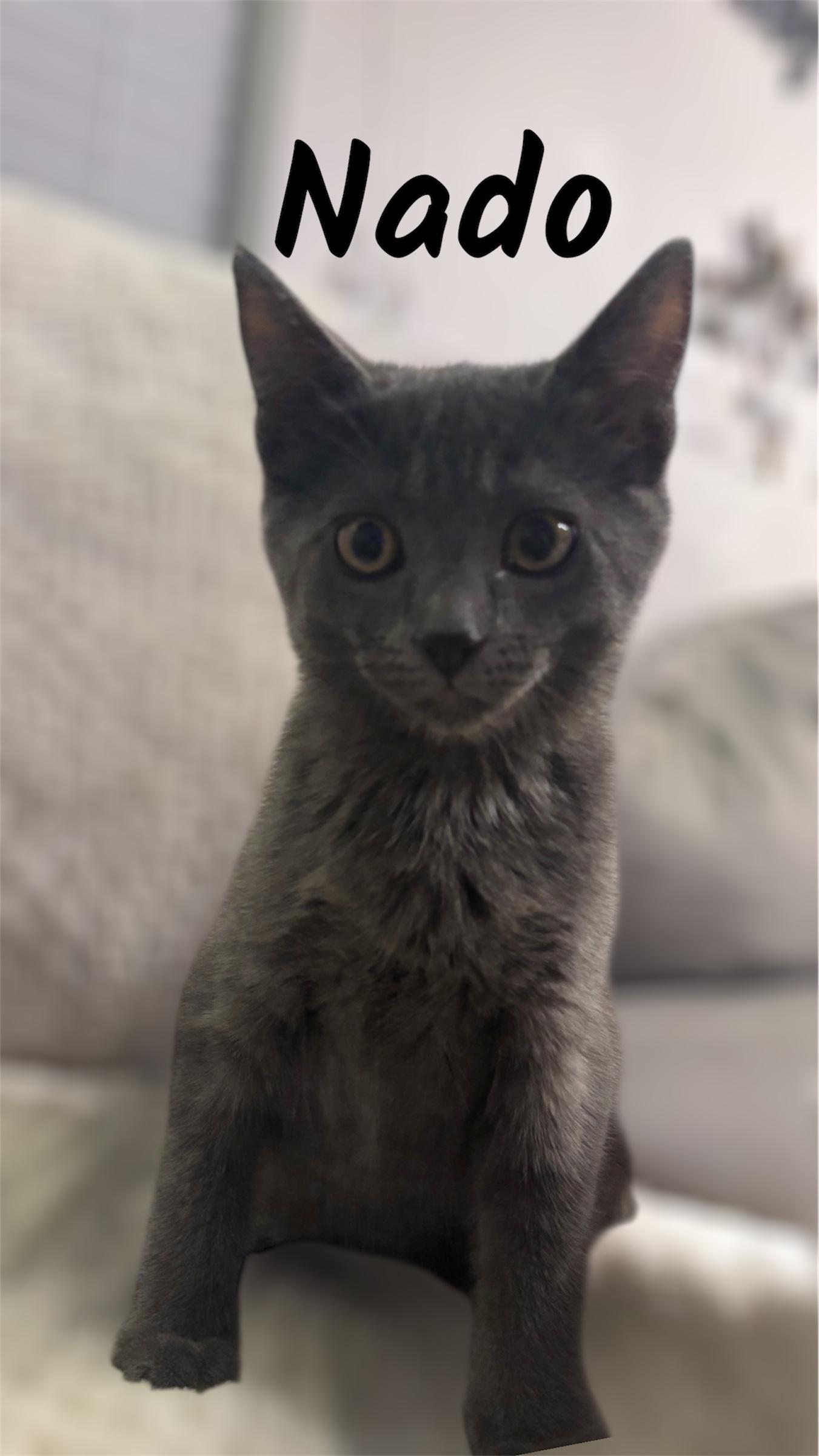 Enlarge Nado, a ADOPTABLE Domestic Short Hair in Auburn, CA image 1/1