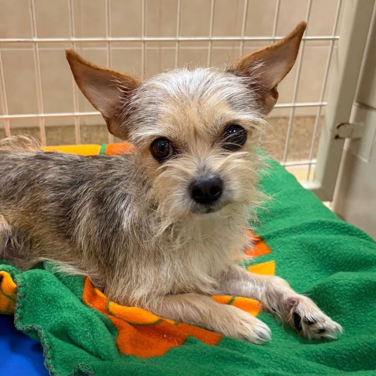 Lil Man, adopted, Adult Male Yorkshire Terrier.