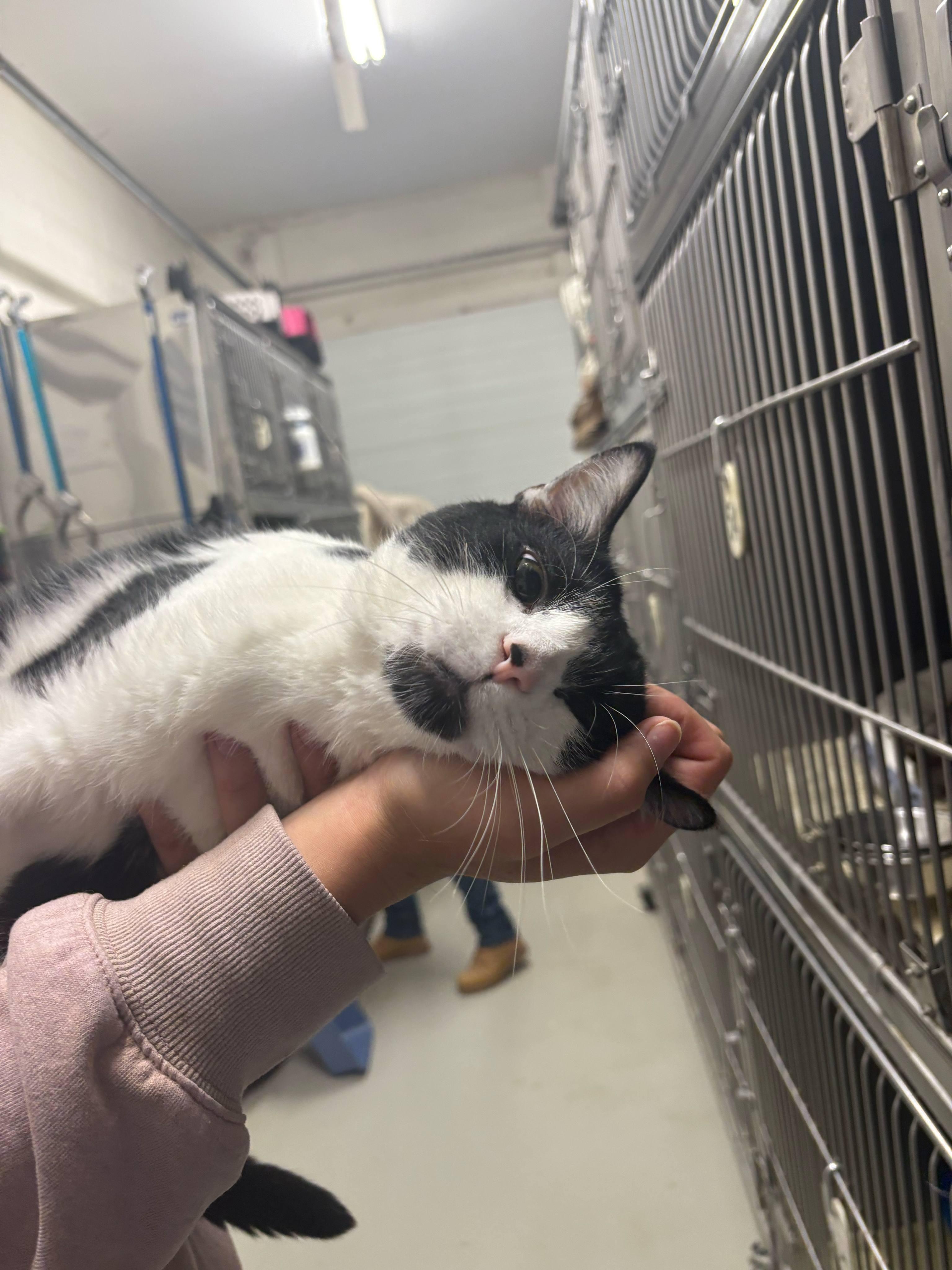 Enlarge Kitty, a Adoptable mixed breed in Fincastle, VA image 2/2