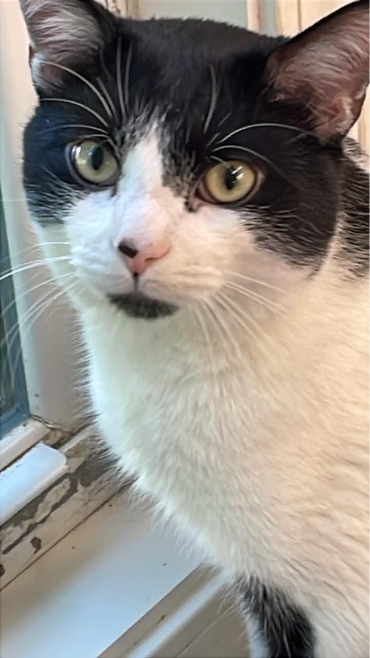 Enlarge Kitty, a Adoptable mixed breed in Fincastle, VA image 1/2