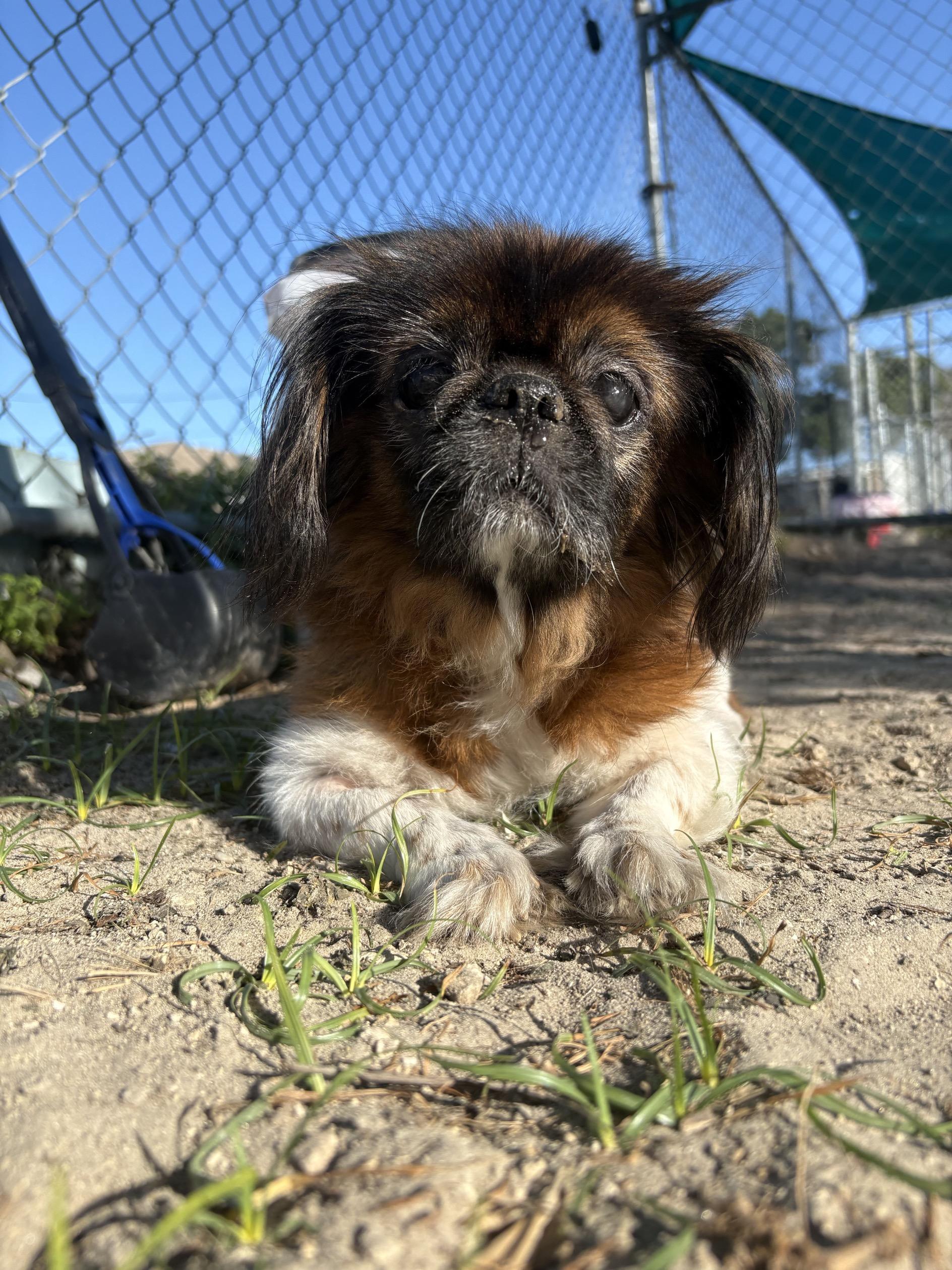 Enlarge Sushi, a ADOPTABLE Pekingese in New Port Richey, FL image 3/3