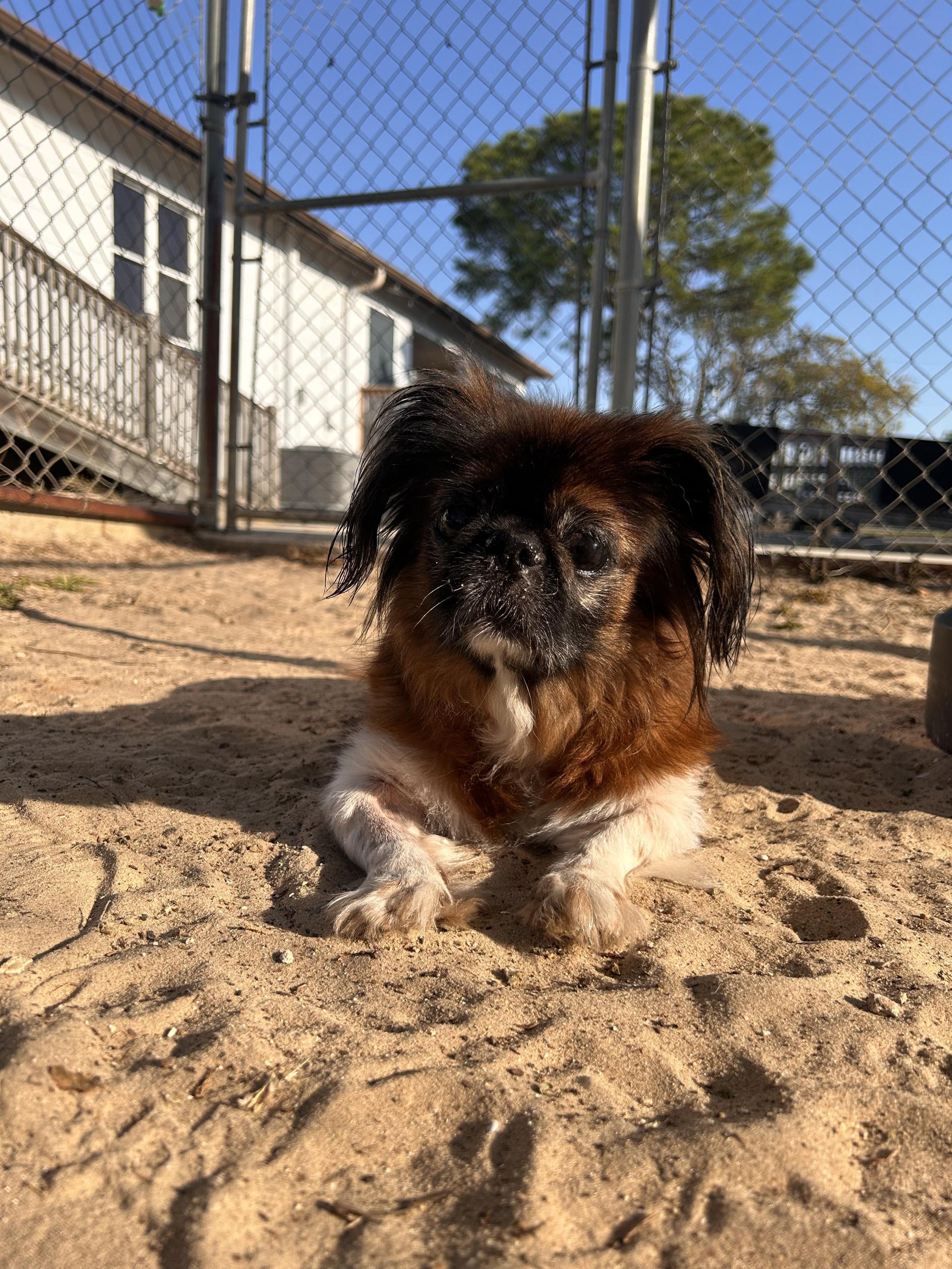 Enlarge Sushi, a ADOPTABLE Pekingese in New Port Richey, FL image 1/3