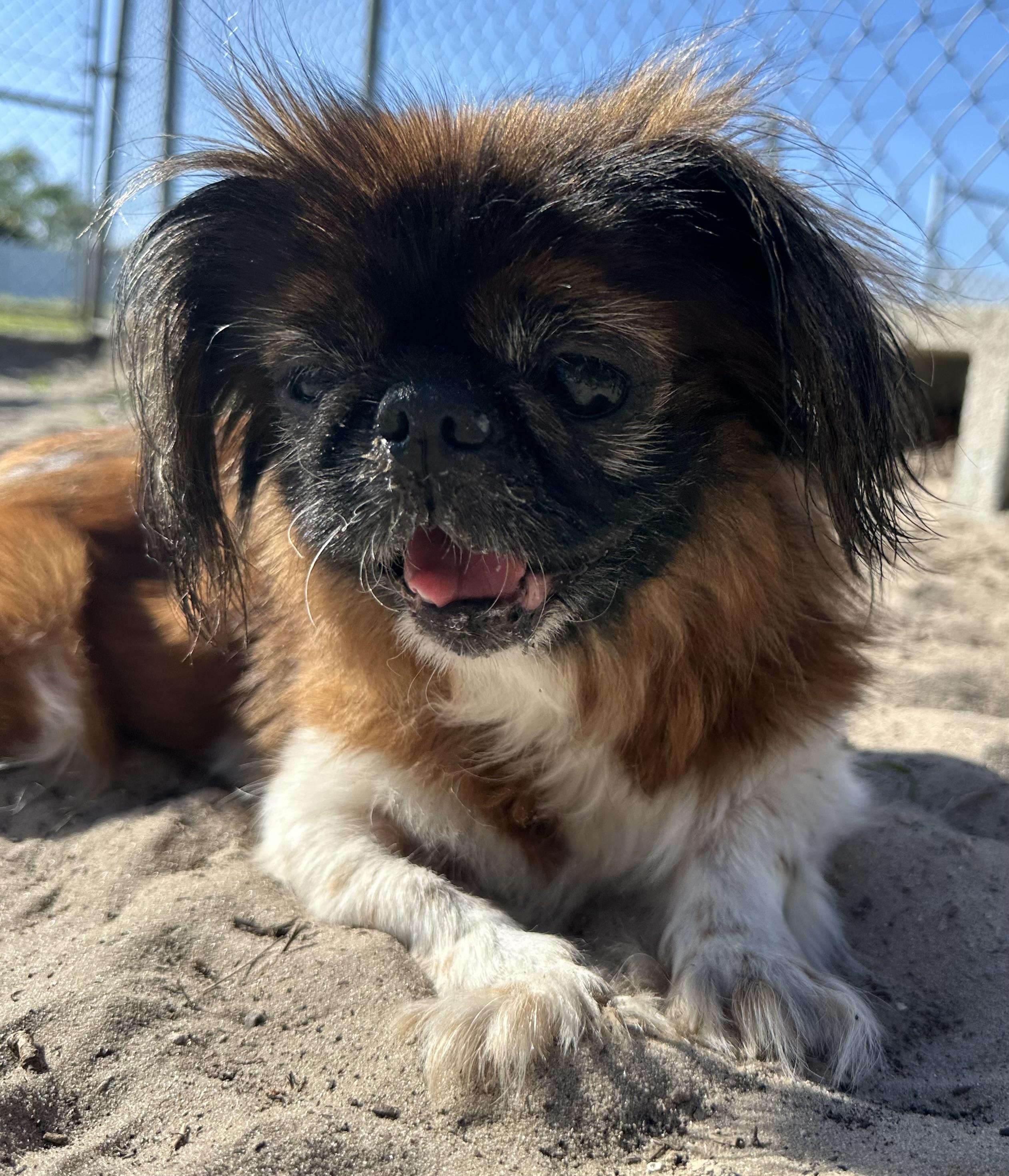 Enlarge Sushi, a ADOPTABLE Pekingese in New Port Richey, FL image 2/3