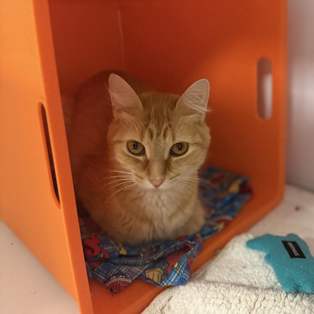 Peaches, Adoptable, Adult Female Domestic Long Hair.