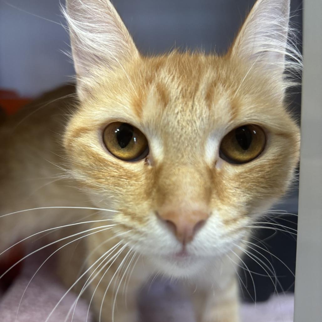 Enlarge Peaches, a Adoptable Domestic Long Hair in Houston, TX image 2/4