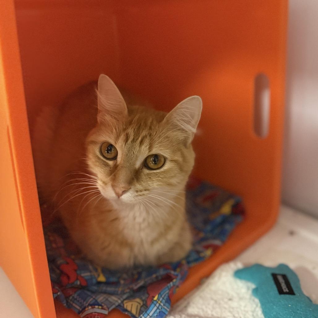 Enlarge Peaches, a Adoptable Domestic Long Hair in Houston, TX image 3/4