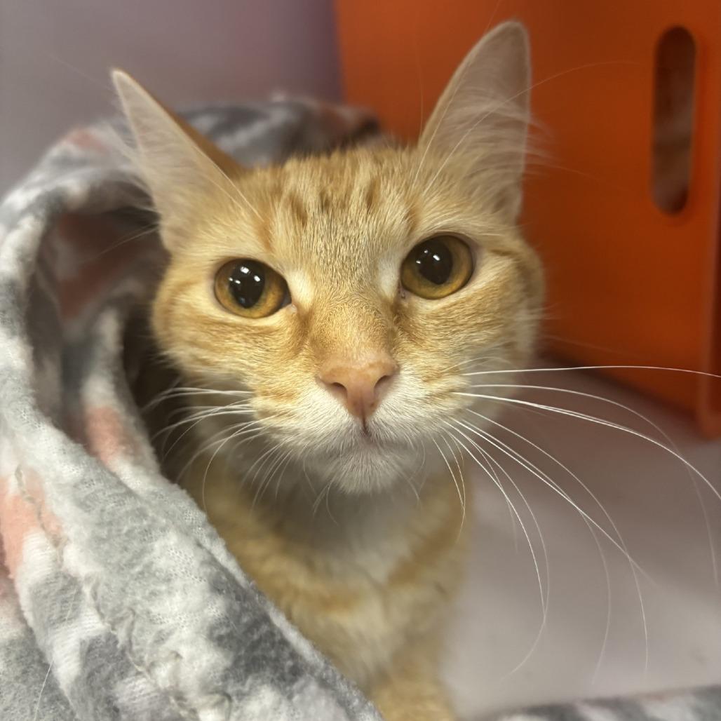 Enlarge Peaches, a Adoptable Domestic Long Hair in Houston, TX image 4/4