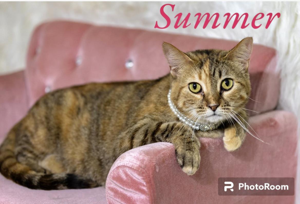 Summer, Adoptable, Adult Female American Shorthair & Tabby.