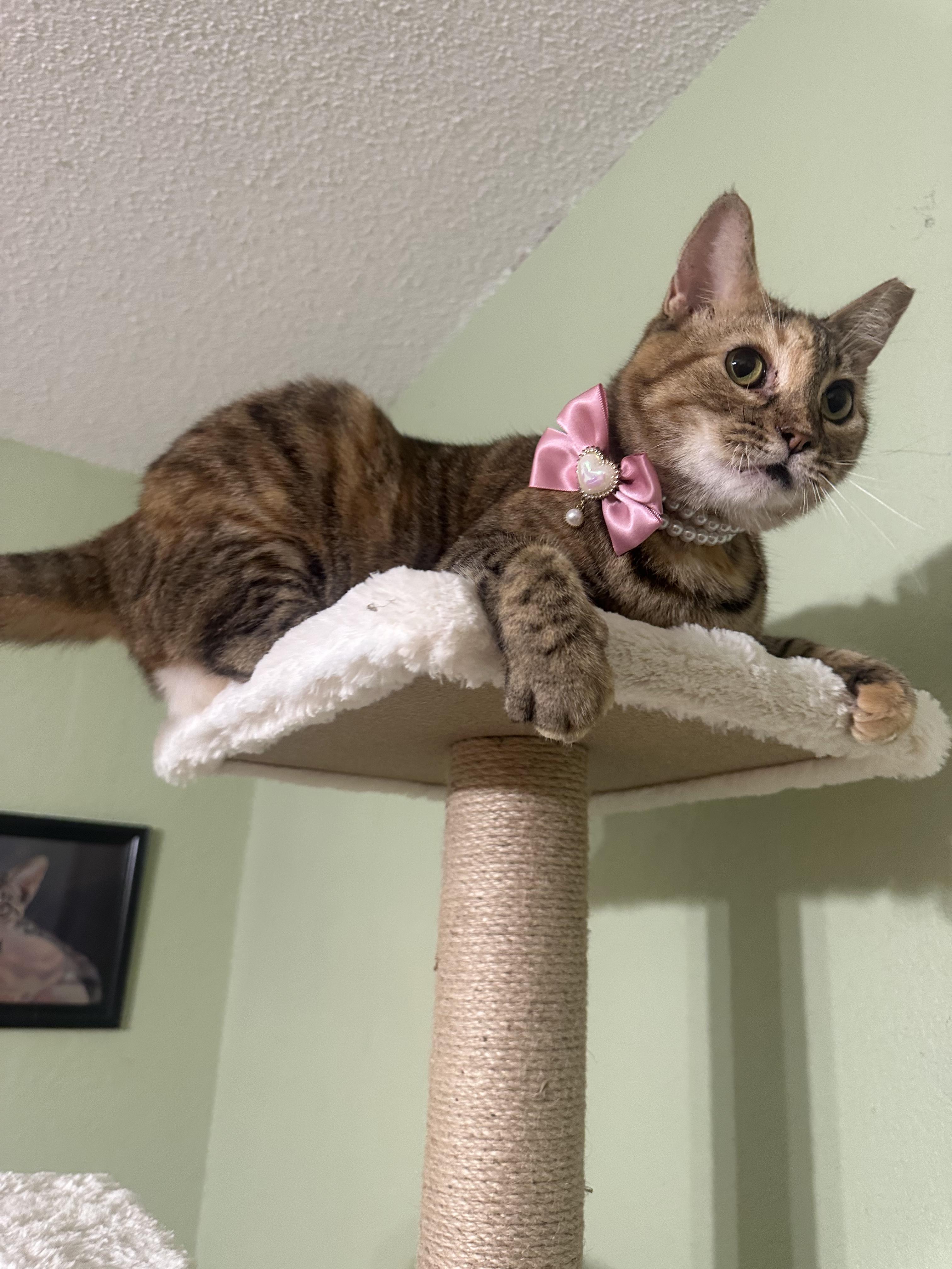 Summer, Adoptable, Adult Female American Shorthair & Tabby.