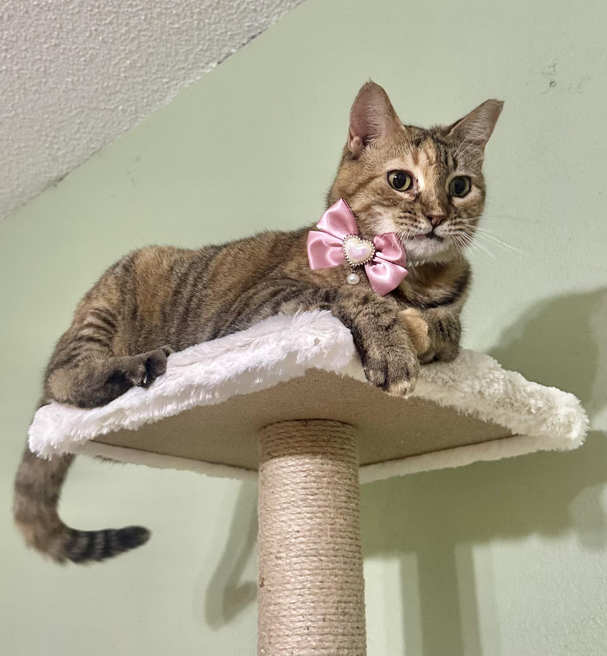 Enlarge Summer, a Adoptable mixed breed in Dickinson, TX image 3/6