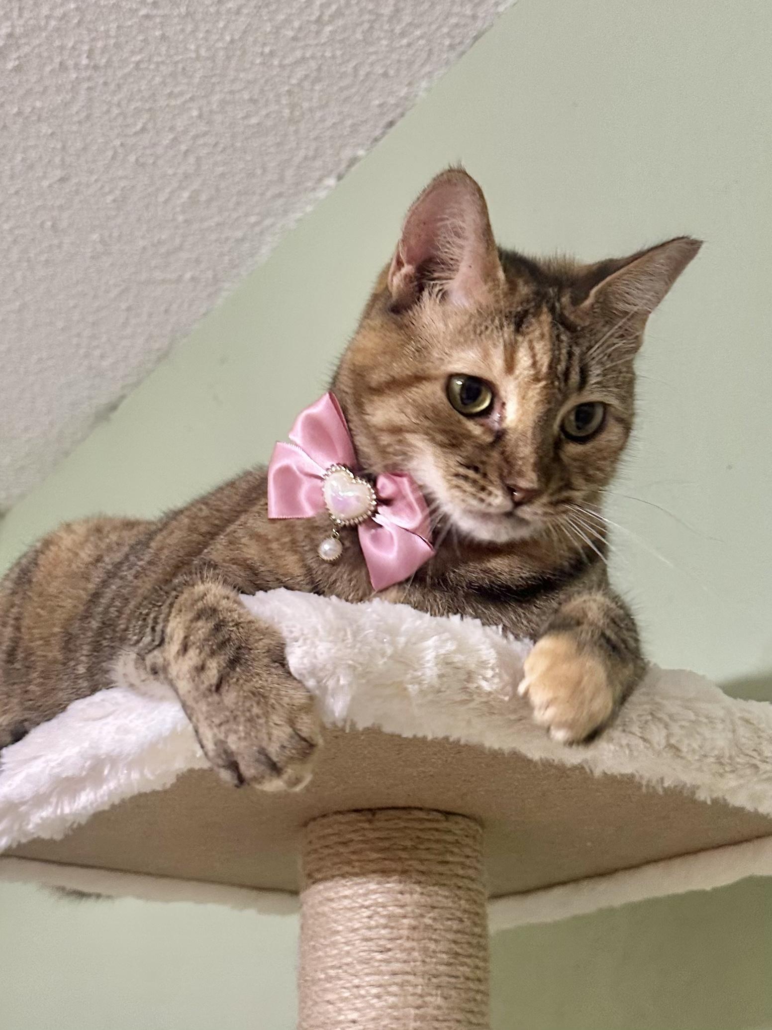 Enlarge Summer, a Adoptable mixed breed in Dickinson, TX image 4/6