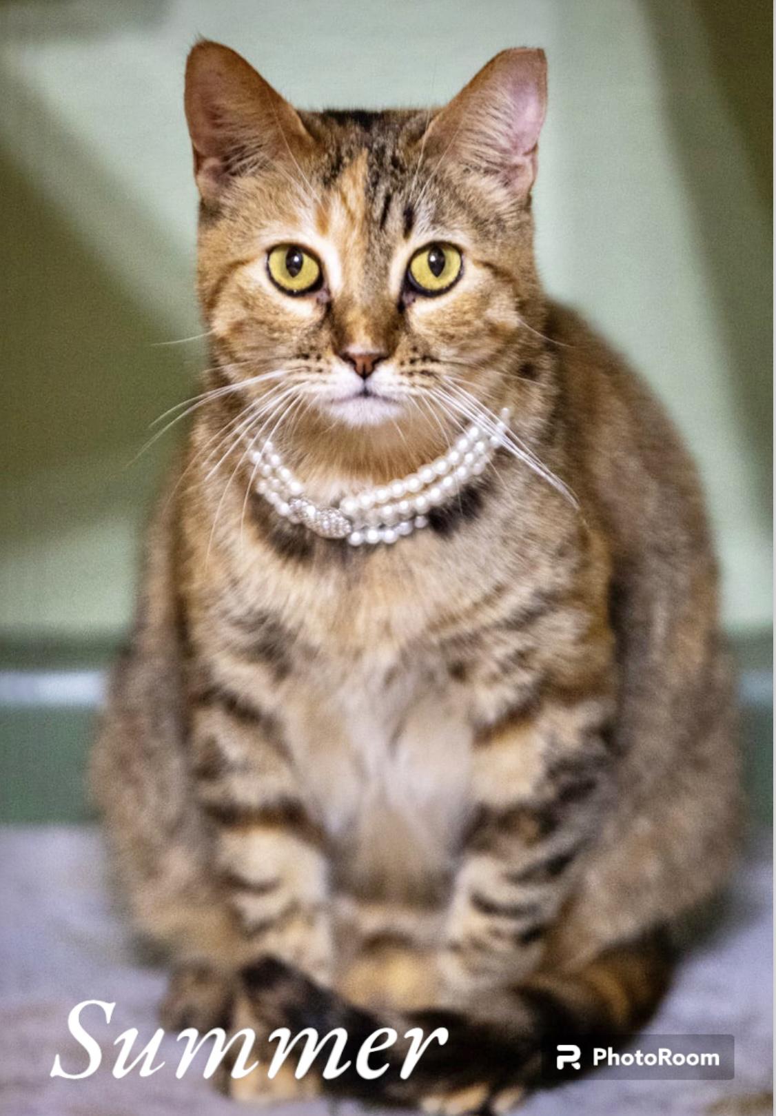 Enlarge Summer, a Adoptable mixed breed in Dickinson, TX image 5/6