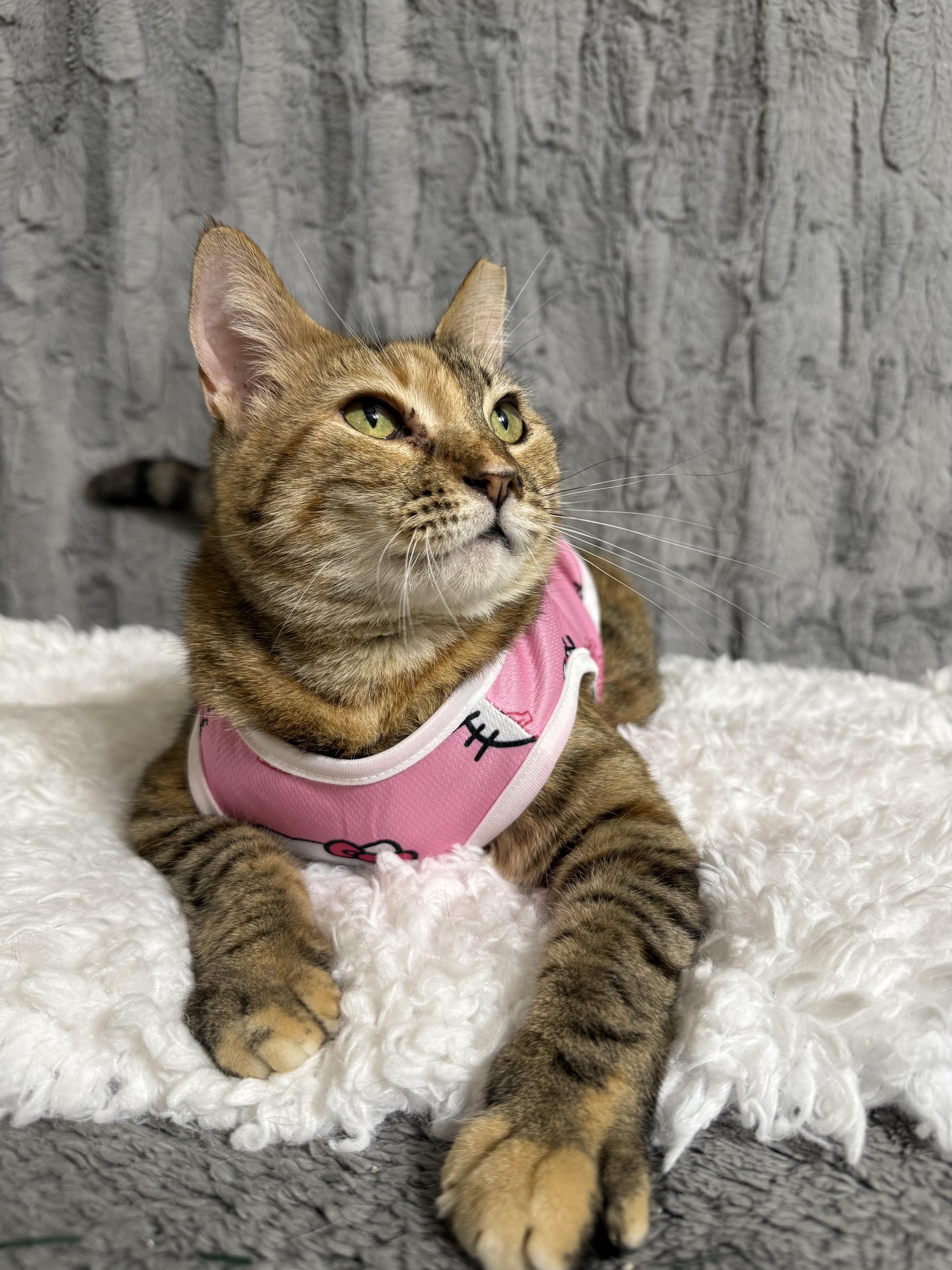 Enlarge Summer, a Adoptable mixed breed in Dickinson, TX image 6/6