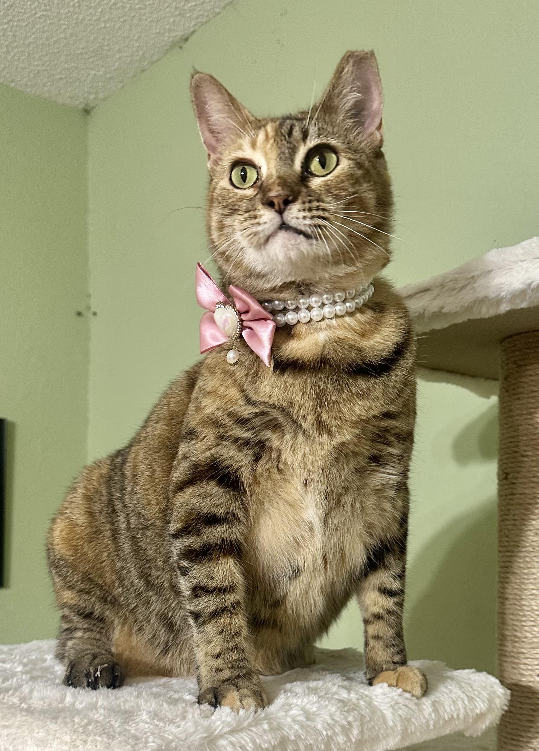 Enlarge Summer, a Adoptable mixed breed in Dickinson, TX image 6/6