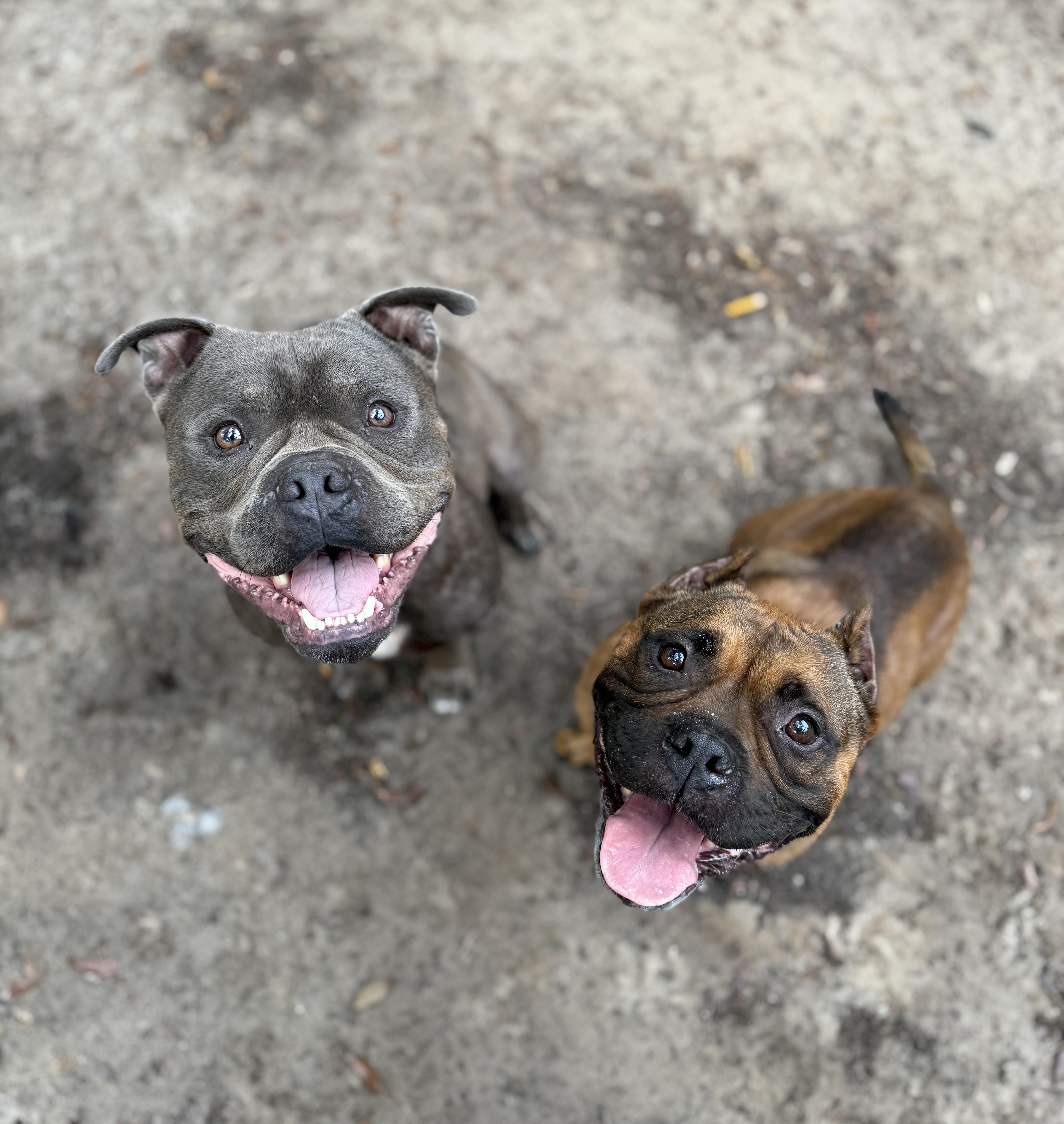 Enlarge Steele, an adoptable American Bully in Deltona, FL image 6/6