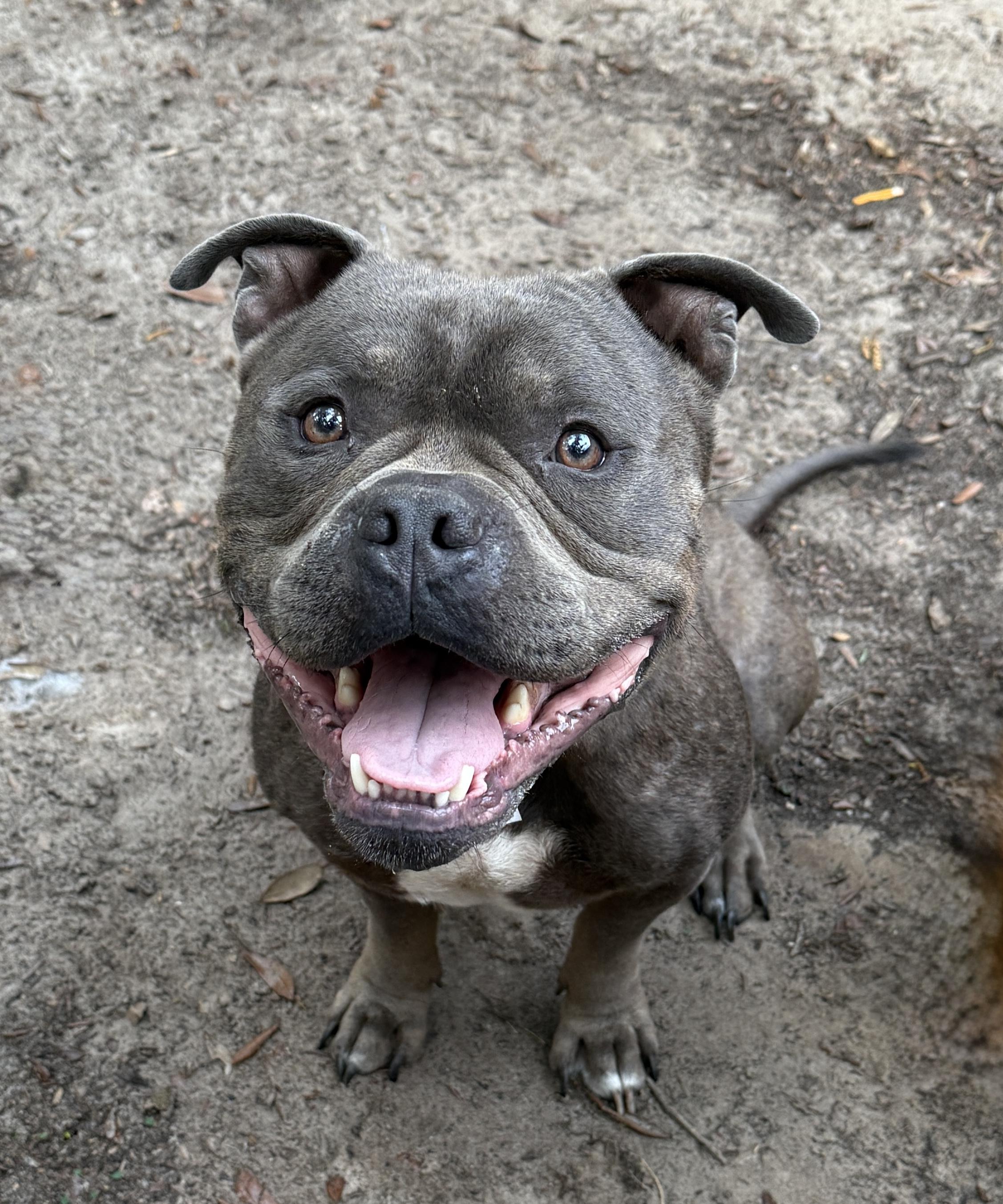 Enlarge Steele, an adoptable American Bully in Deltona, FL image 2/6