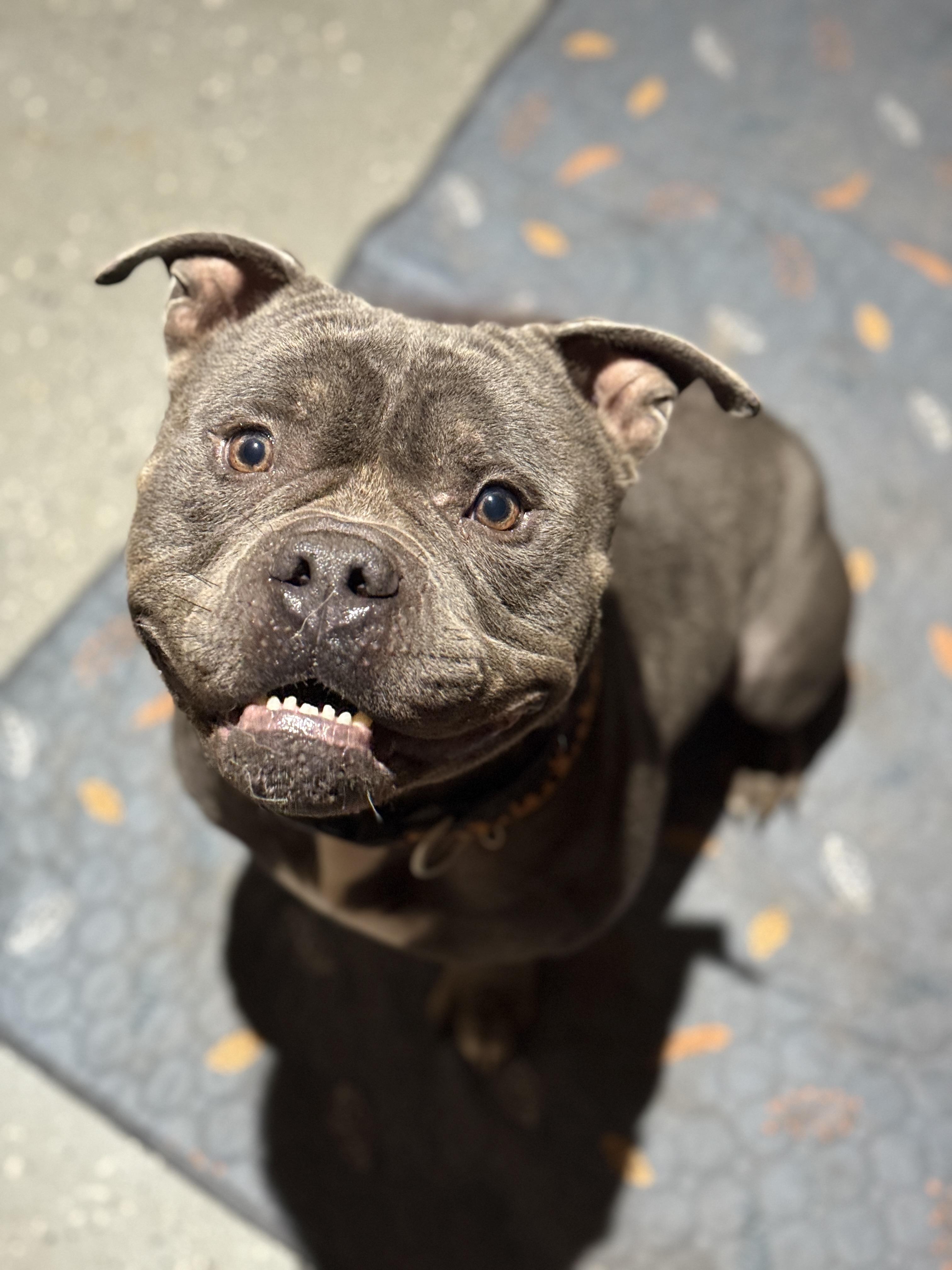 Enlarge Steele, an adoptable American Bully in Deltona, FL image 3/6