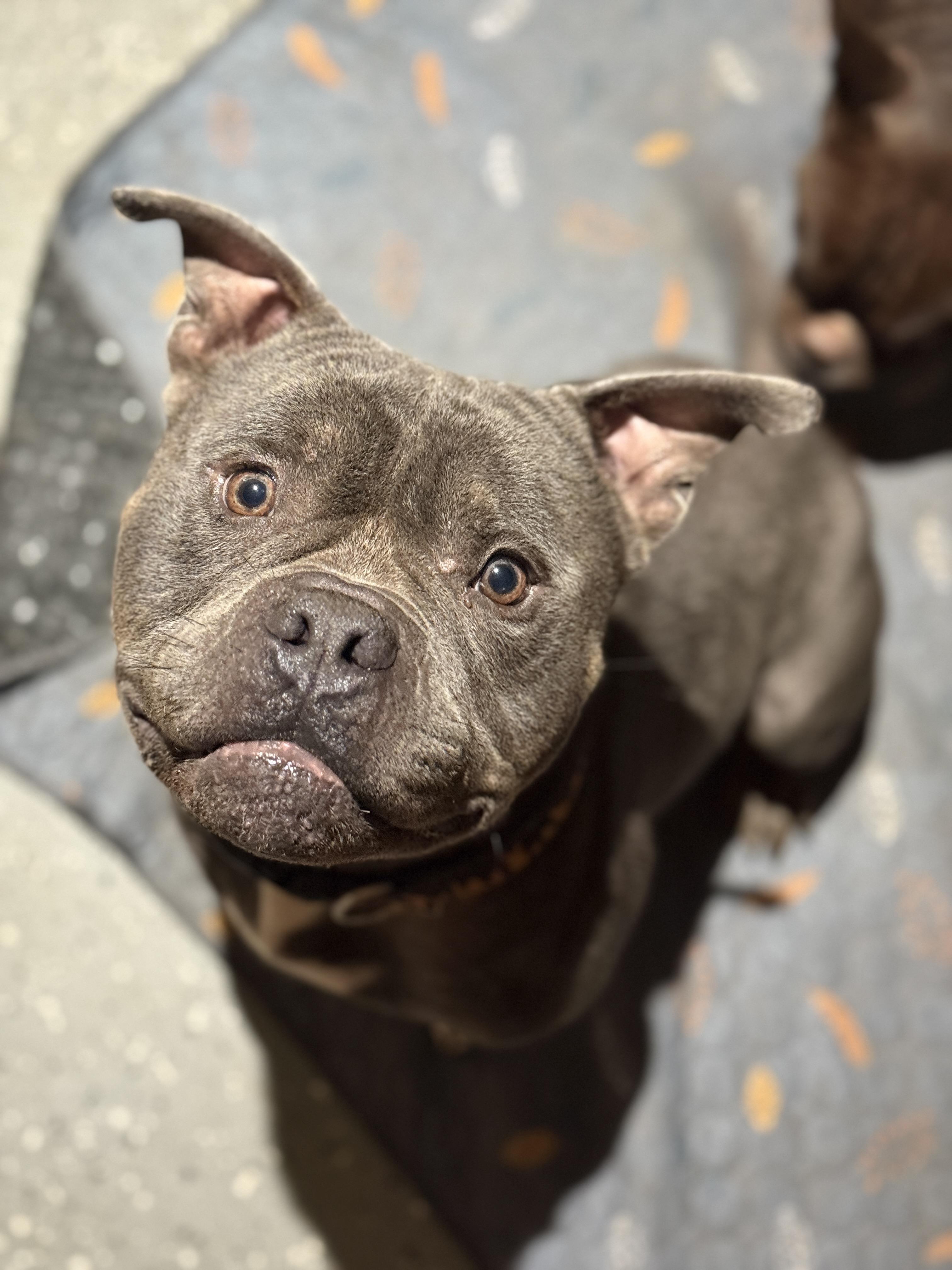 Steele, adoptable, Adult Male American Bully.