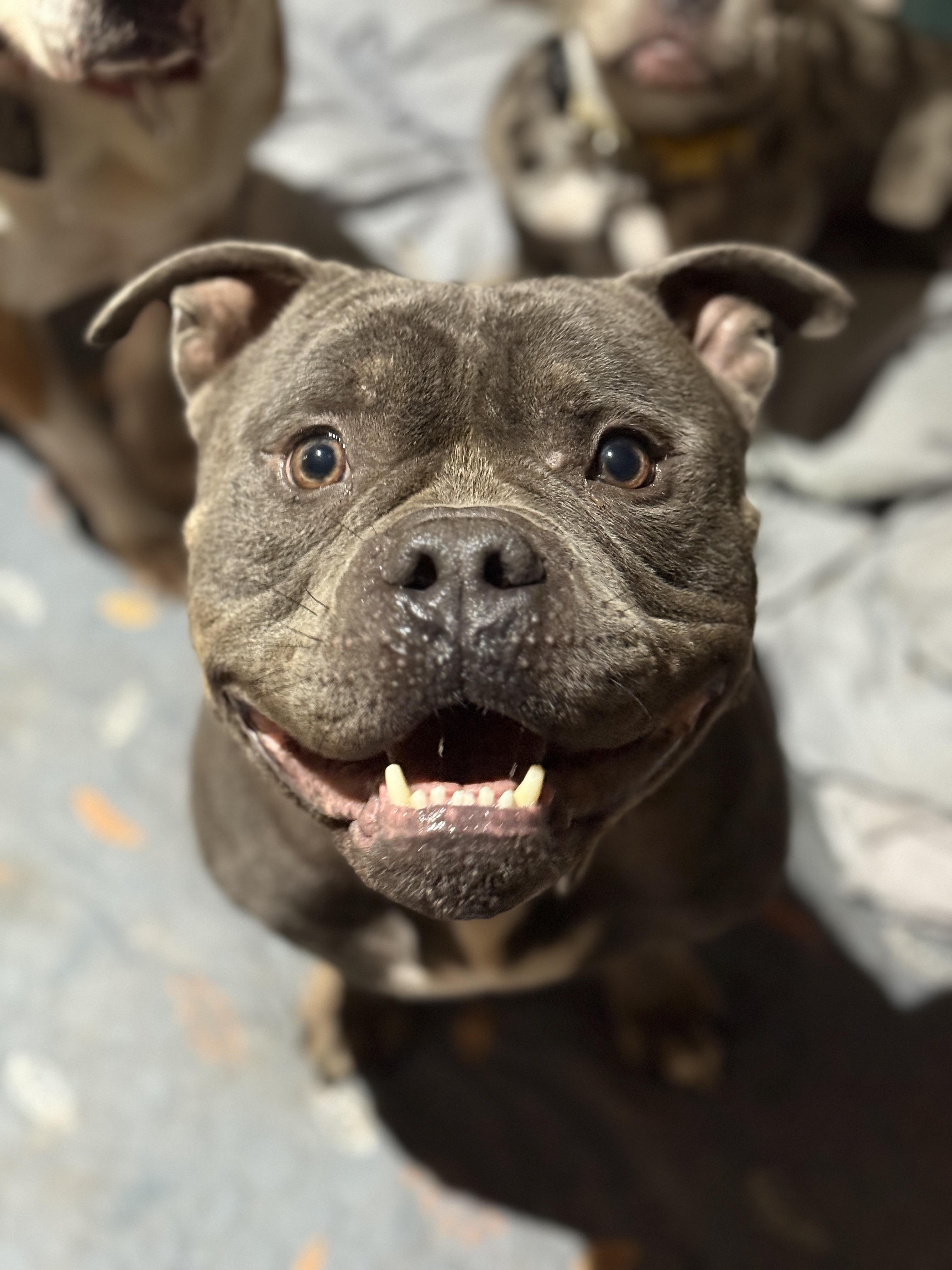 Enlarge Steele, an adoptable American Bully in Deltona, FL image 4/6