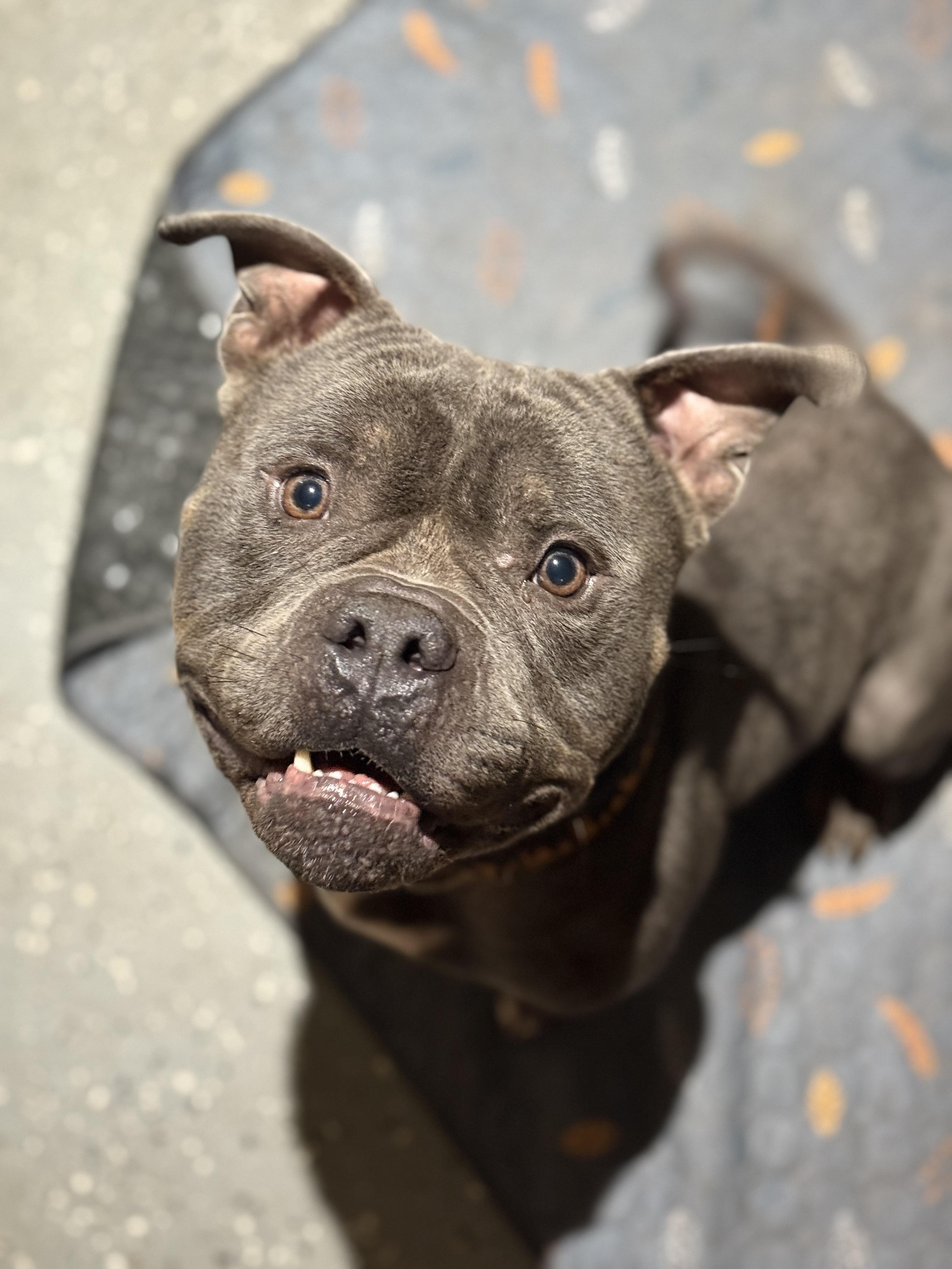 Enlarge Steele, an adoptable American Bully in Deltona, FL image 5/6