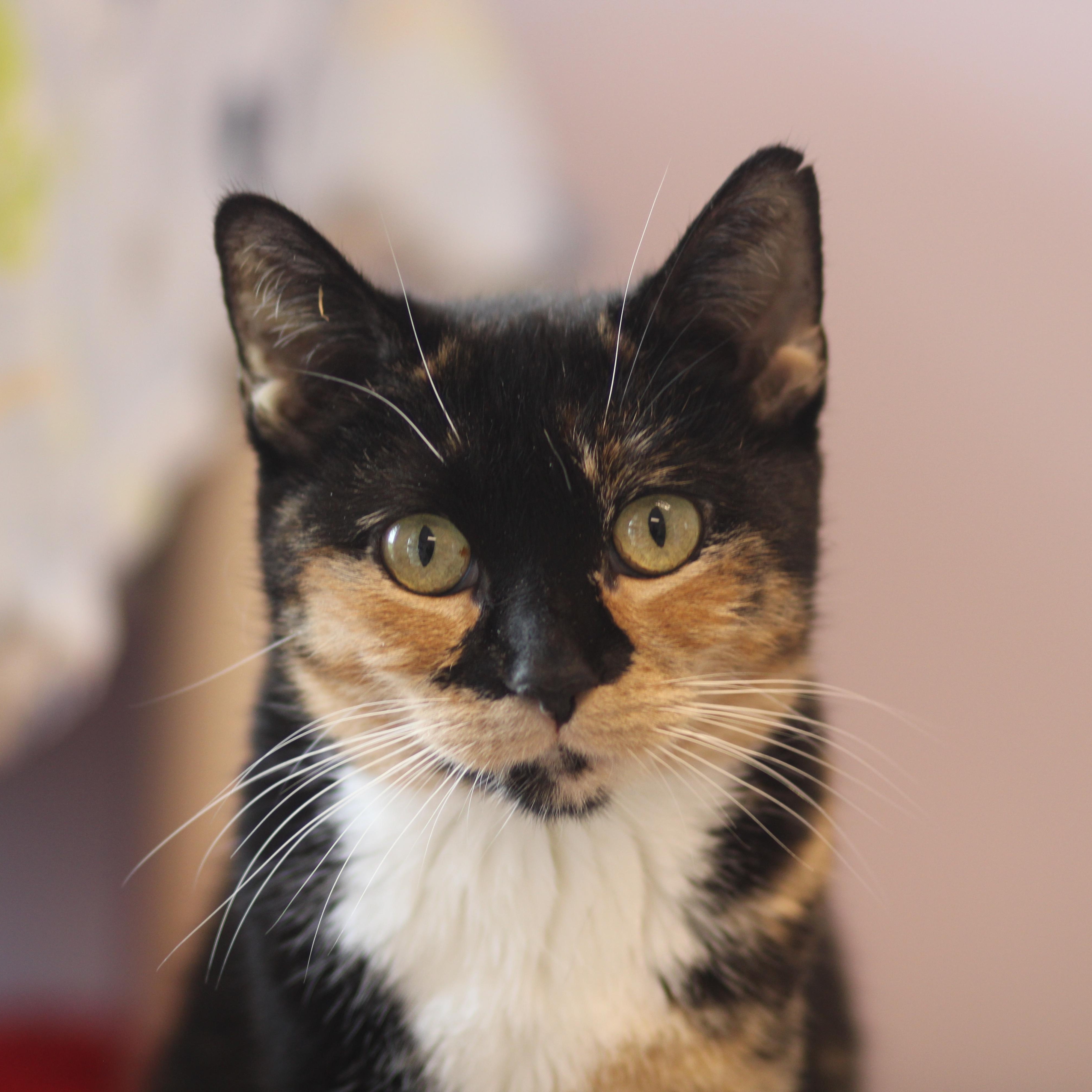 Enlarge Lazuli, a ADOPTABLE Domestic Short Hair in Cooperstown, NY image 1/4