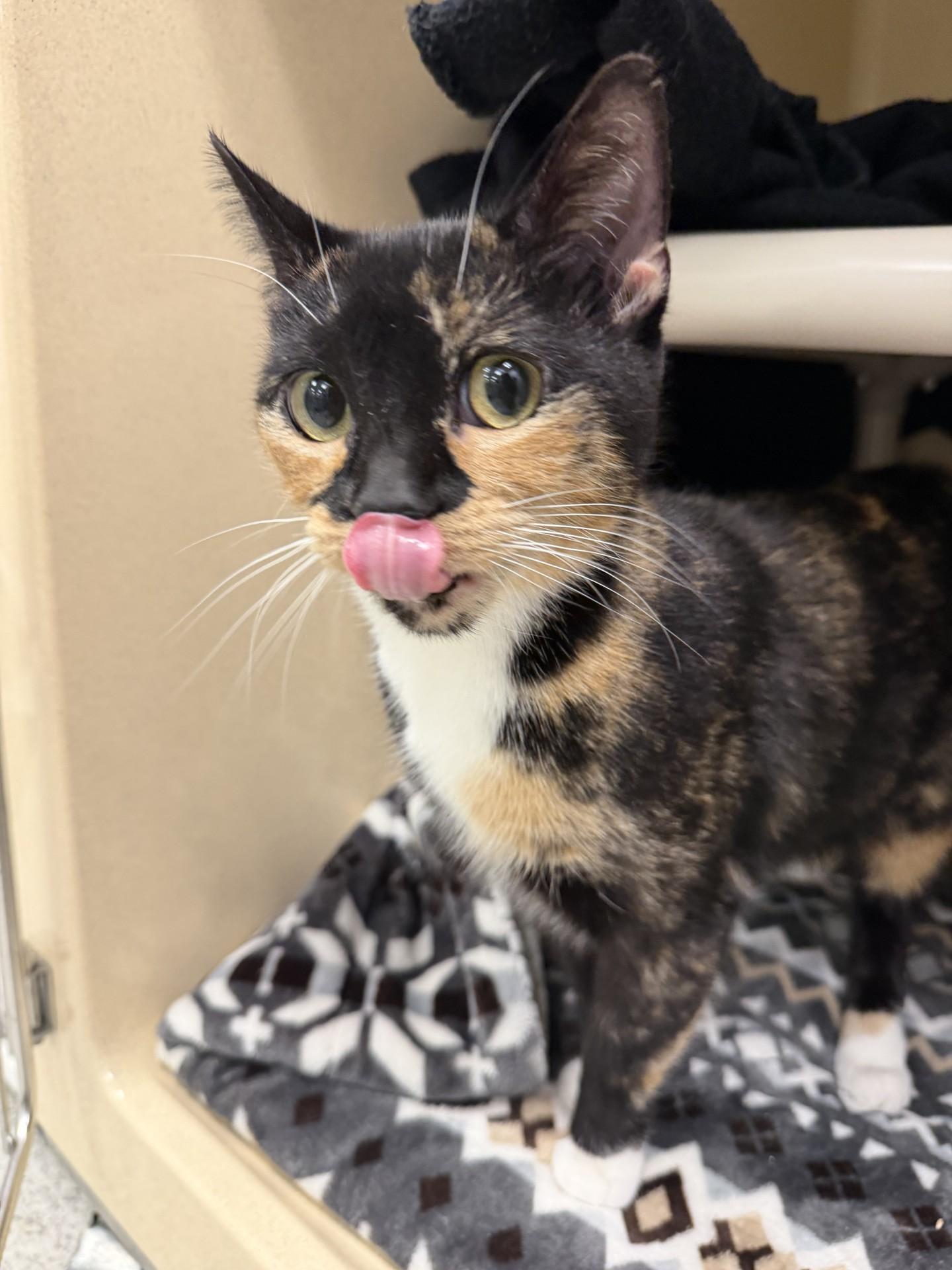 Enlarge Lazuli, a ADOPTABLE Domestic Short Hair in Cooperstown, NY image 3/4