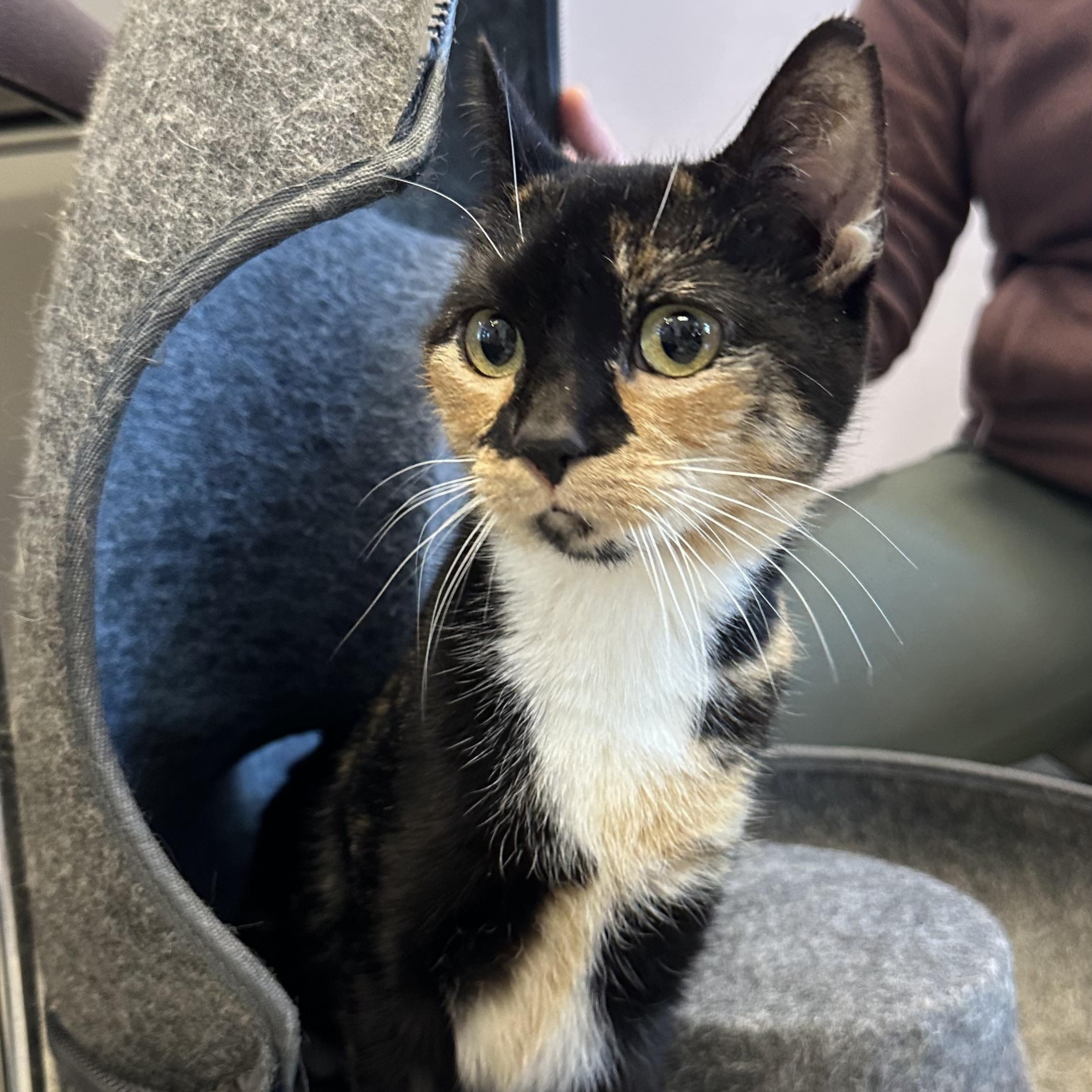 Enlarge Lazuli, a ADOPTABLE Domestic Short Hair in Cooperstown, NY image 4/4