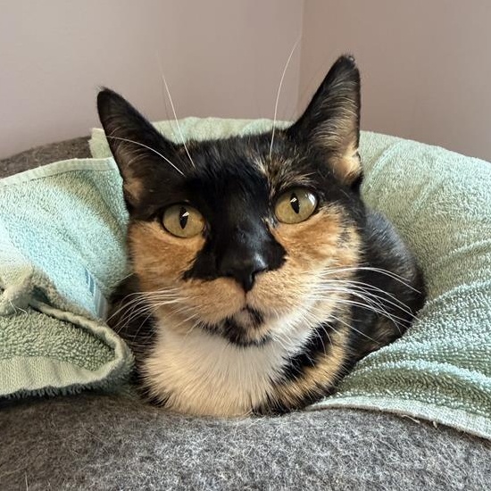 Enlarge Lazuli, a ADOPTABLE Domestic Short Hair in Cooperstown, NY image 2/4