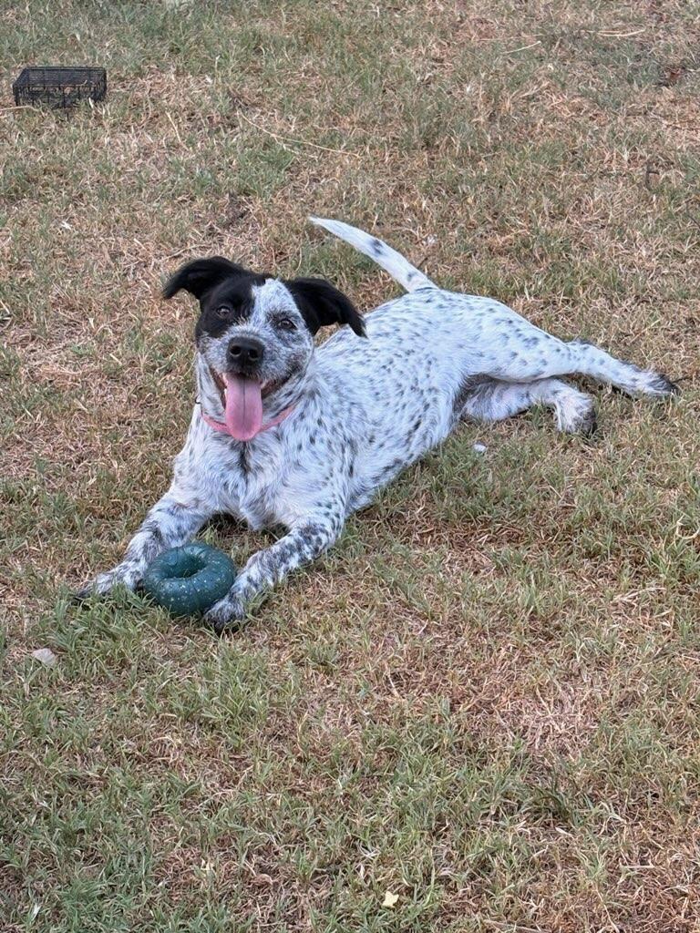 Enlarge Mitzee, a Adoptable mixed breed in Newcastle, OK image 1/2