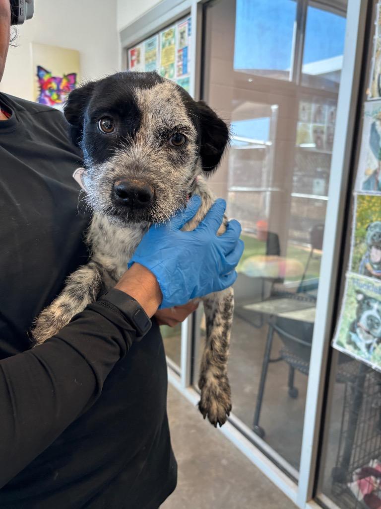 Enlarge Mitzee, a Adoptable mixed breed in Newcastle, OK image 2/2