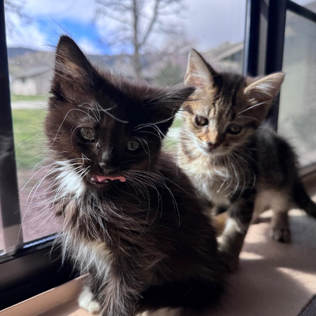 Enlarge Sugar, a Adoptable Domestic Short Hair in Los Angeles, CA image 1/5