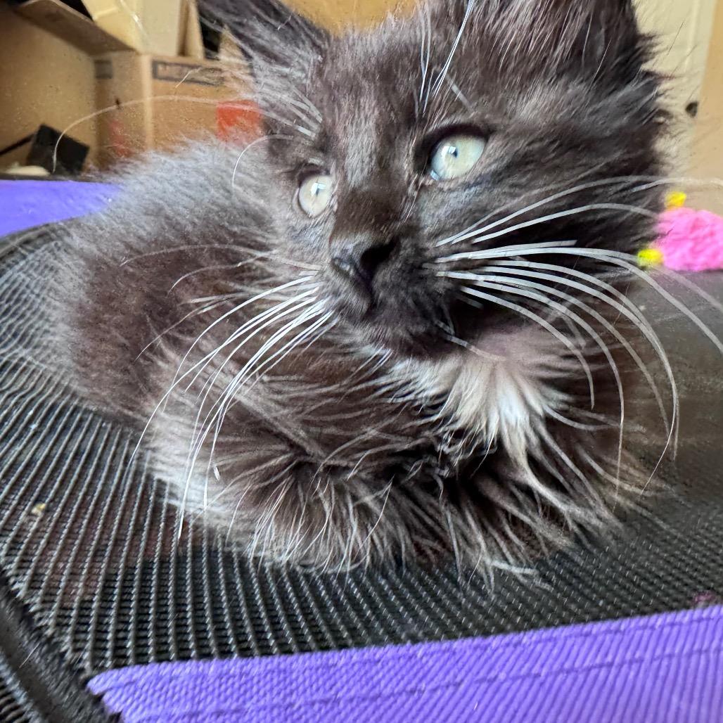 Enlarge Sugar, a Adoptable Domestic Short Hair in Los Angeles, CA image 3/5