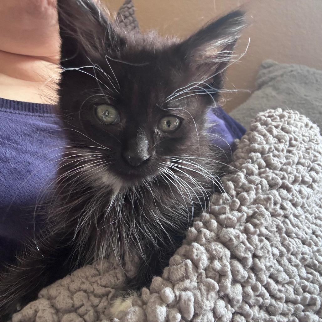 Enlarge Sugar, a Adoptable Domestic Short Hair in Los Angeles, CA image 4/5