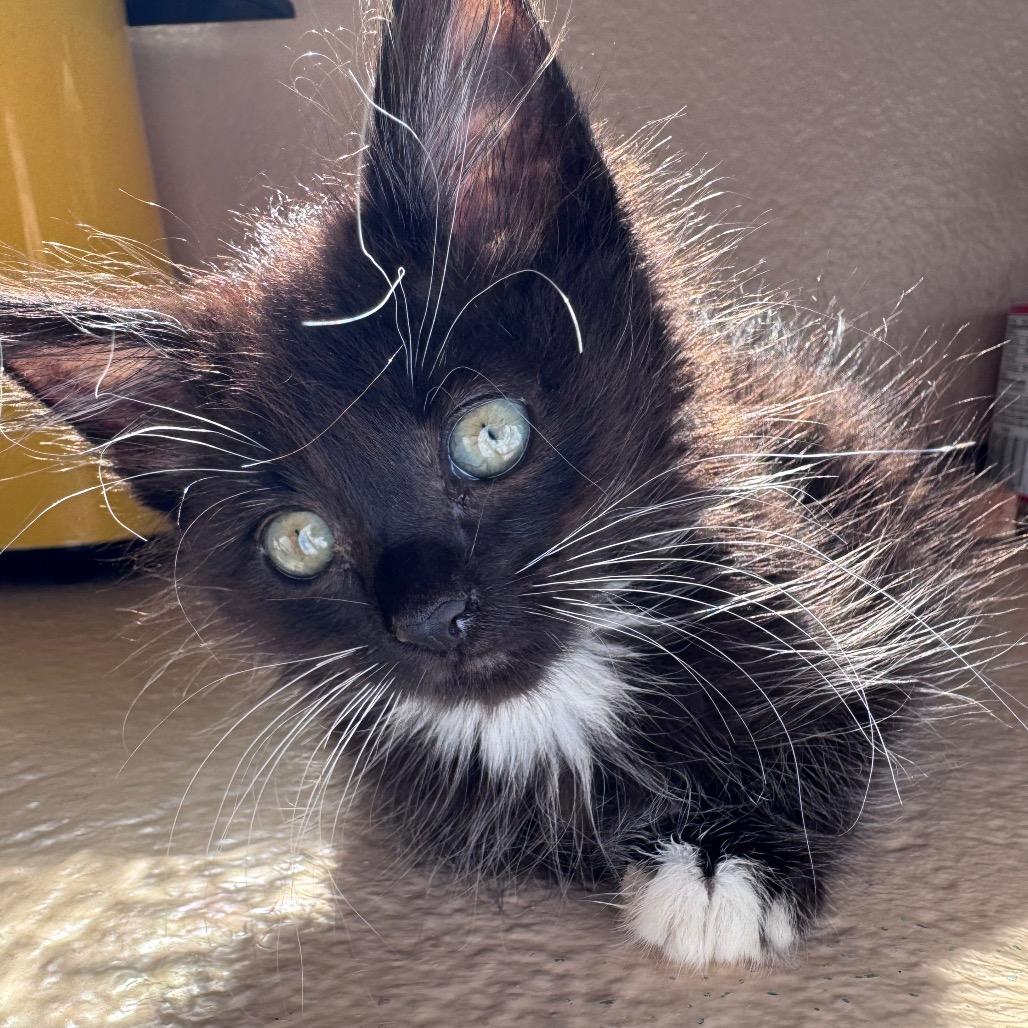 Enlarge Sugar, a Adoptable Domestic Short Hair in Los Angeles, CA image 5/5