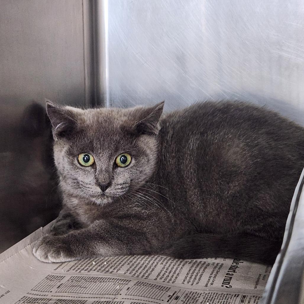 George, Adoptable, Kitten Male Domestic Short Hair.