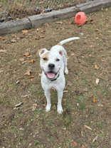 Enlarge Penny, a Adoptable mixed breed in Huntingdon, PA image 1/1