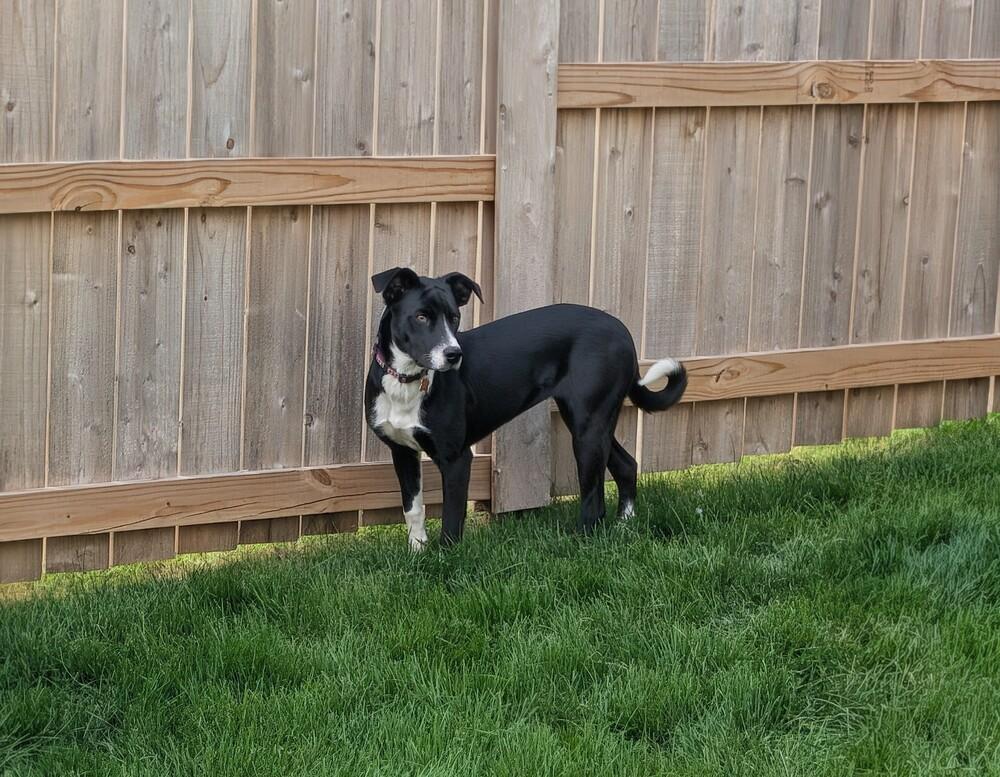 Cherrybrook, Adoptable, Puppy Female Great Dane & Catahoula Leopard Dog.