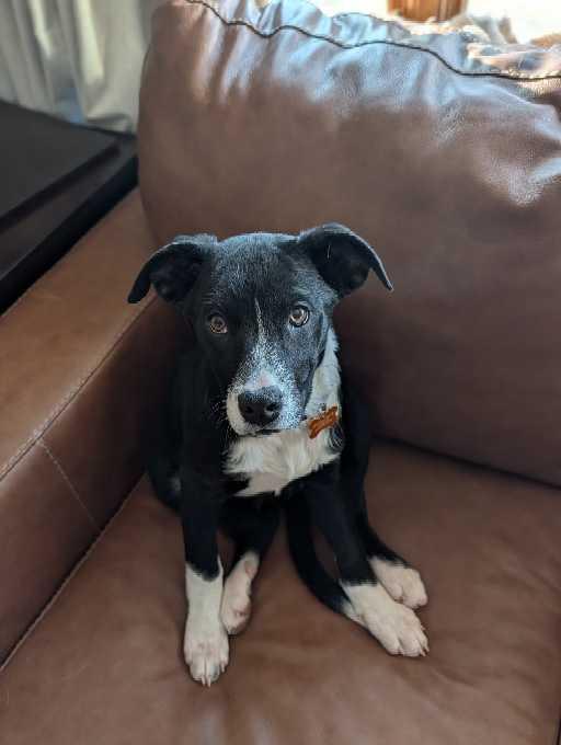 Cherrybrook, Adoptable, Puppy Female Great Dane & Catahoula Leopard Dog.