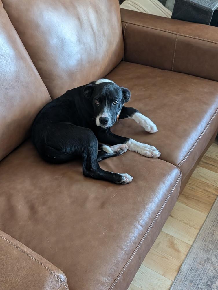 Cherrybrook, Adoptable, Puppy Female Great Dane & Catahoula Leopard Dog.