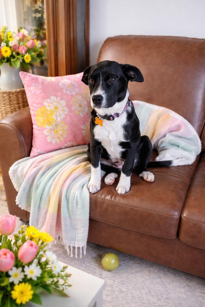 Enlarge Cherrybrook, a Adoptable mixed breed in Waunakee, WI image 2/6