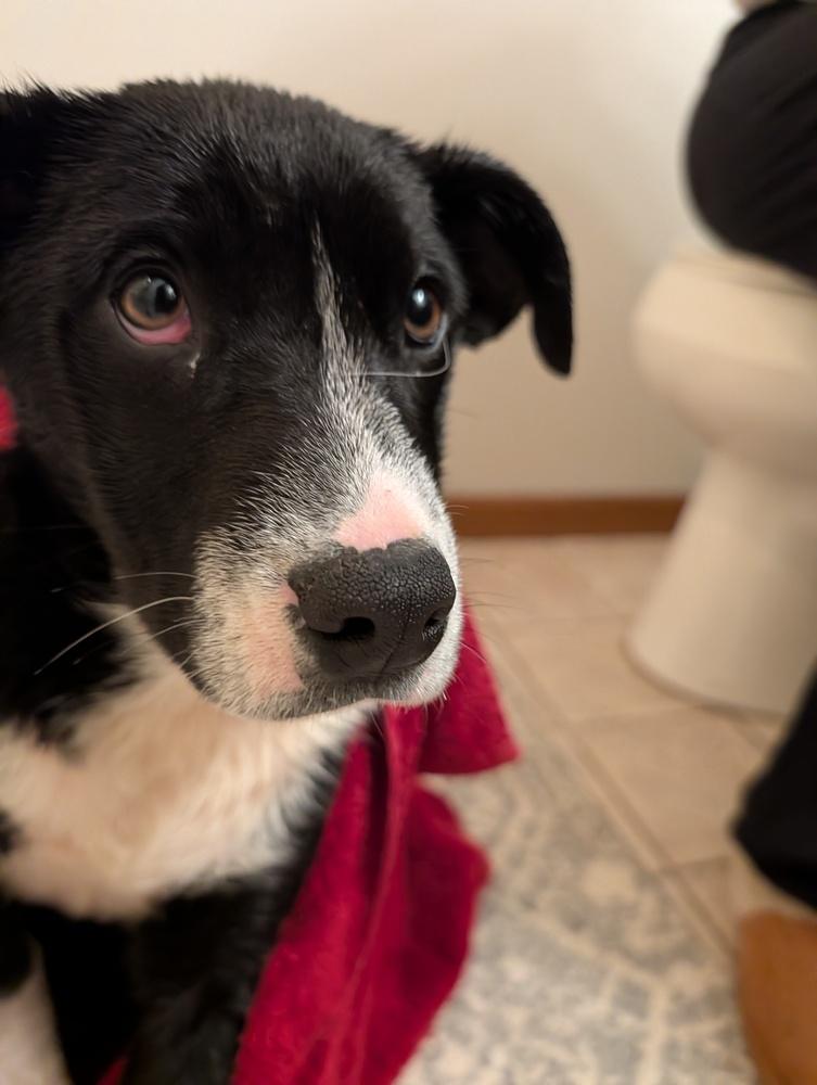 Enlarge Cherrybrook, a Adoptable mixed breed in Waunakee, WI image 3/6