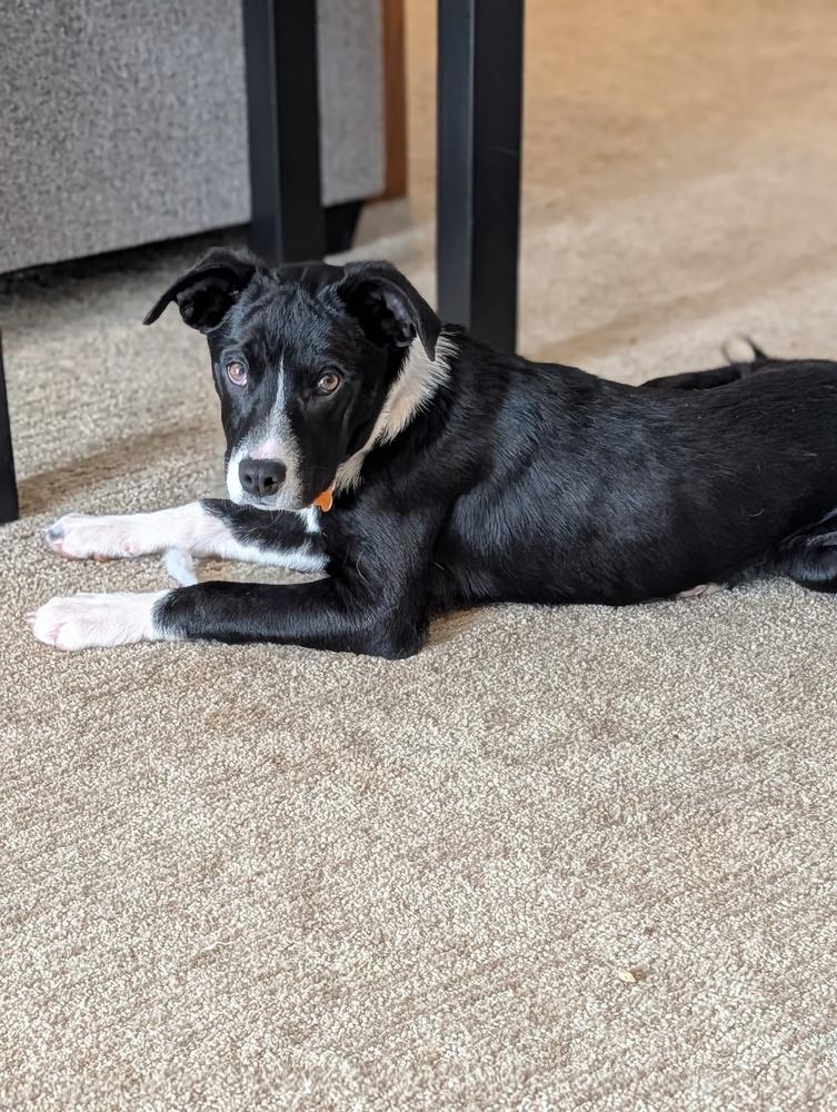 Enlarge Cherrybrook, a Adoptable mixed breed in Waunakee, WI image 4/6