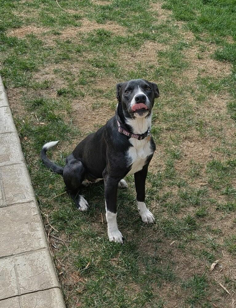 Enlarge Cherrybrook, a Adoptable mixed breed in Waunakee, WI image 4/6