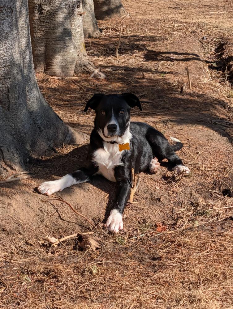 Enlarge Cherrybrook, a Adoptable mixed breed in Waunakee, WI image 5/6