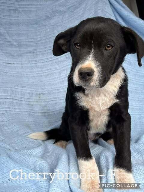 Enlarge Cherrybrook, a Adoptable mixed breed in Waunakee, WI image 6/6