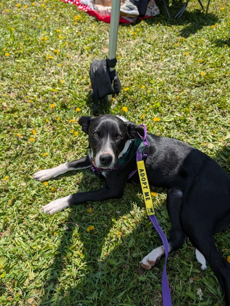 Enlarge Cherrybrook, a Adoptable mixed breed in Waunakee, WI image 6/6