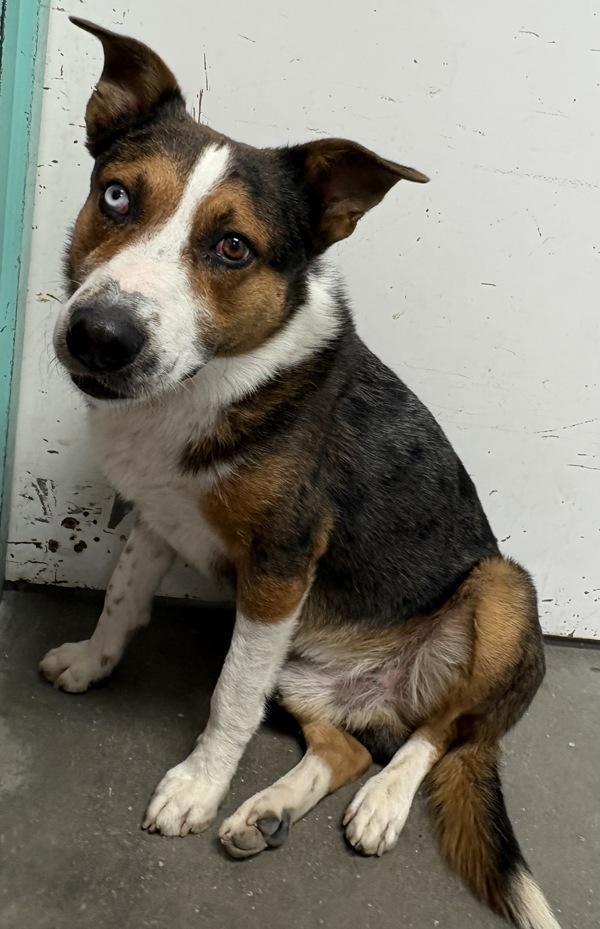Vulcan, Adoptable, Adult Male Shepherd & Siberian Husky.