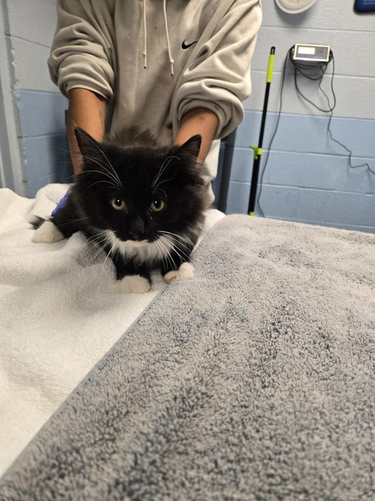 Otis, Adoptable, Kitten Male Domestic Long Hair.