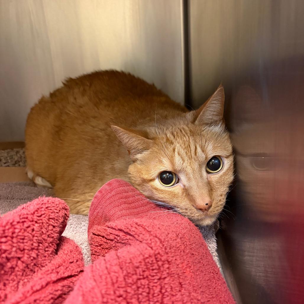 Mr. Scooter, Adoptable, Senior Male Domestic Short Hair.