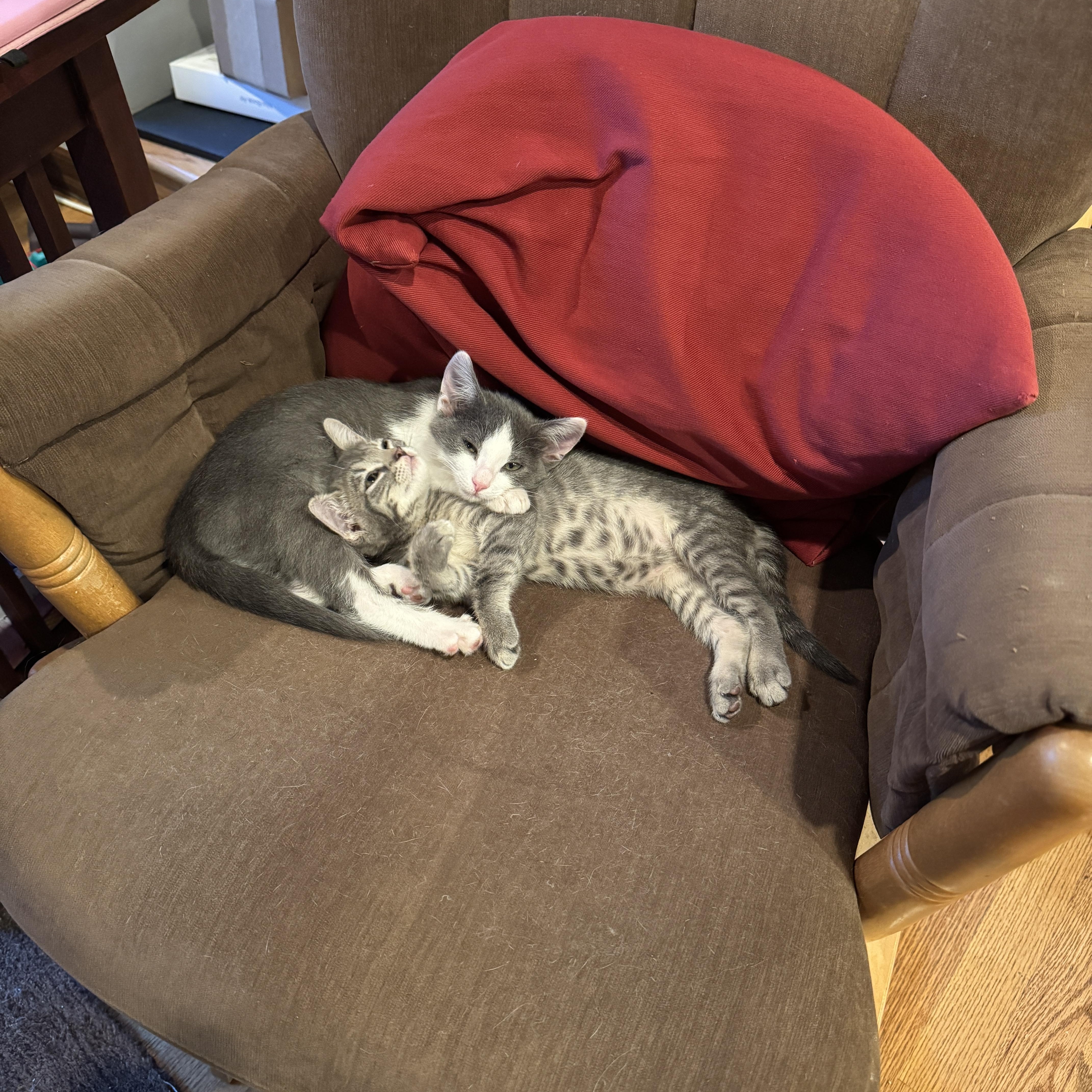 Nini, a ADOPTABLE Domestic Short Hair in Woodinville, WA image 4/5